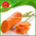 Verduras a granel zanahoria dulce fresca